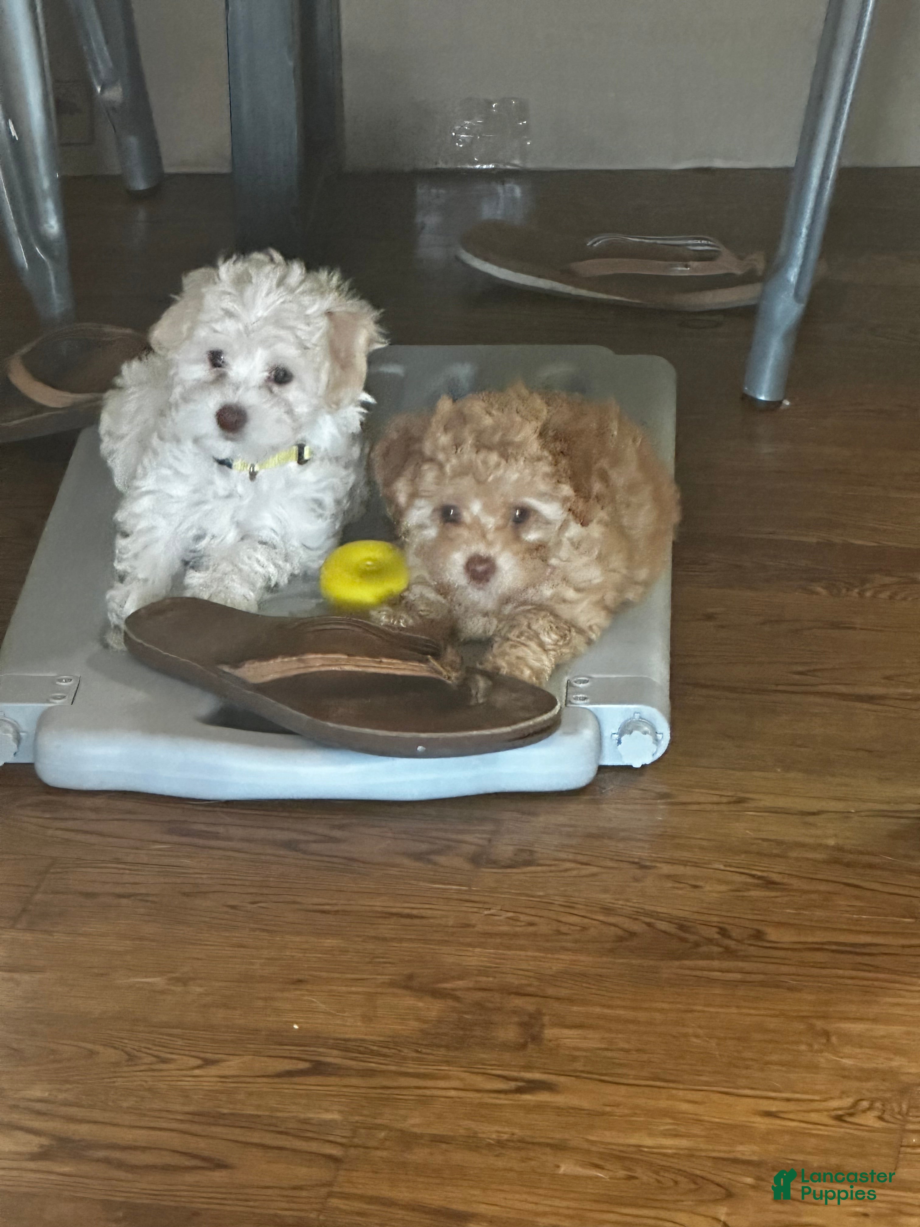 Maltipoo dogs Birdie - Ad 1