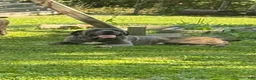 Cane Corso dogs for sale: Cane Corso 4 - Ad 5