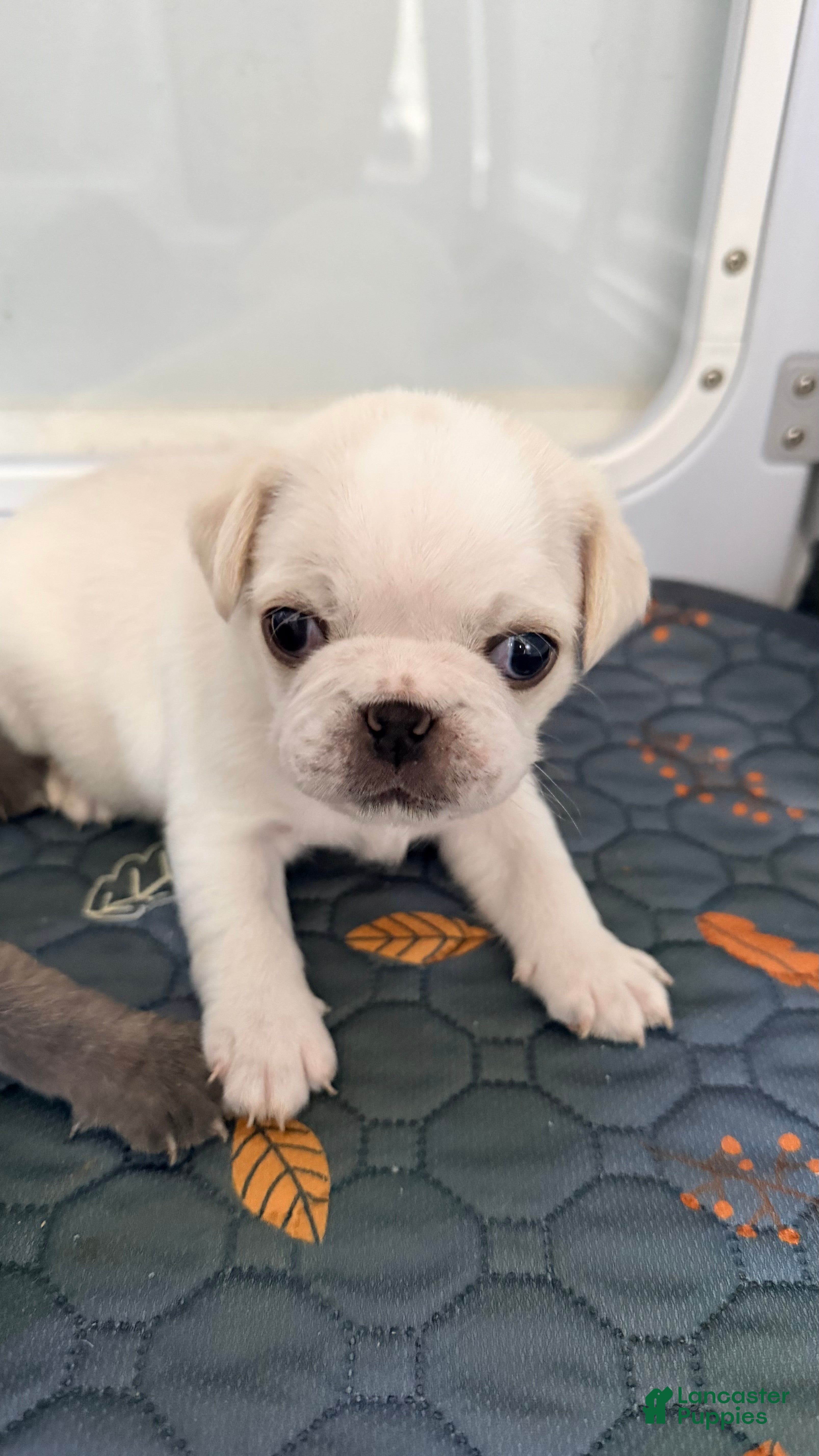 Pug dogs cookie dough - Ad 2