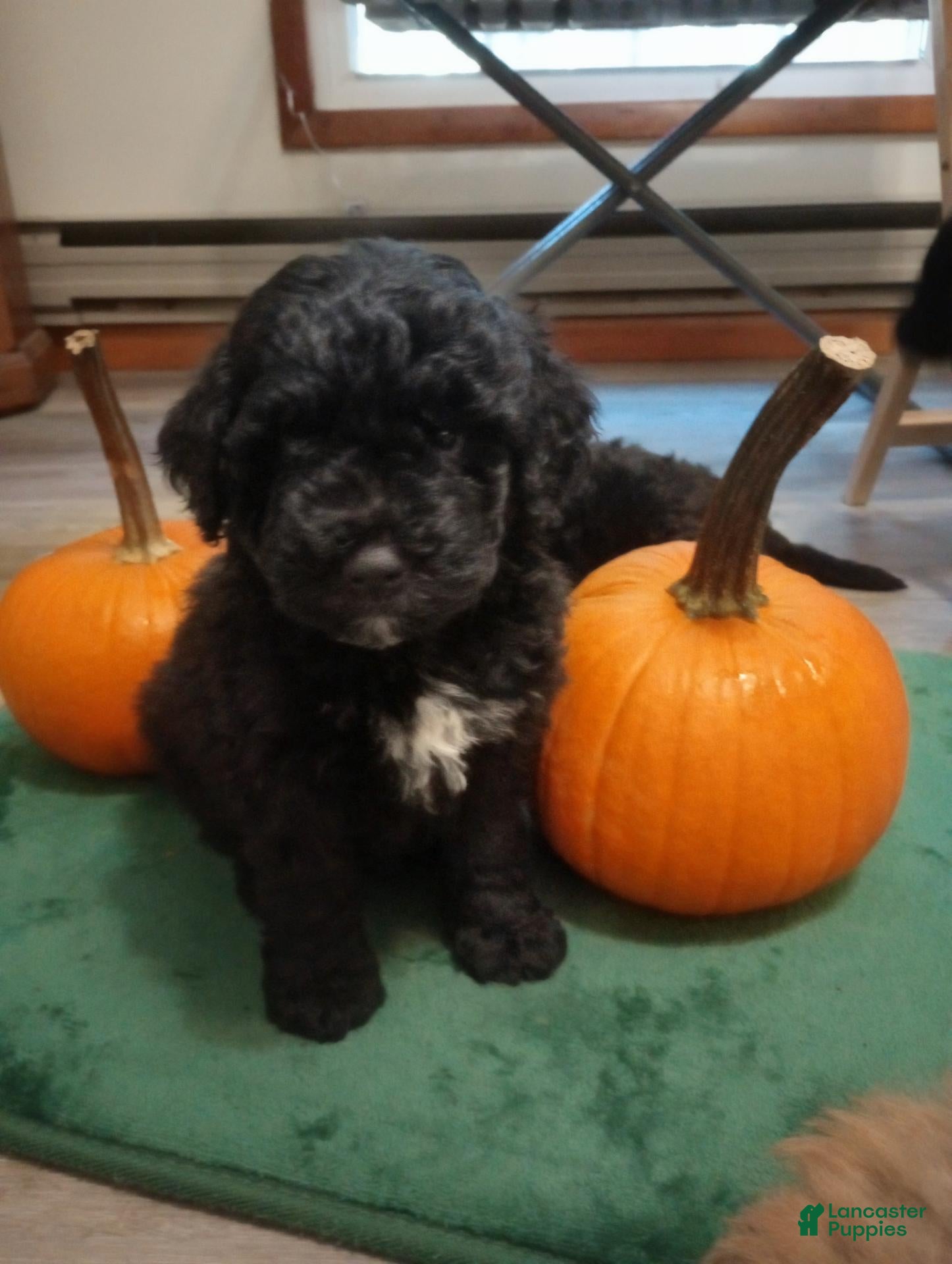 Mini Goldendoodle dogs Mountain Goldendoodle - Jordon - Ad 2