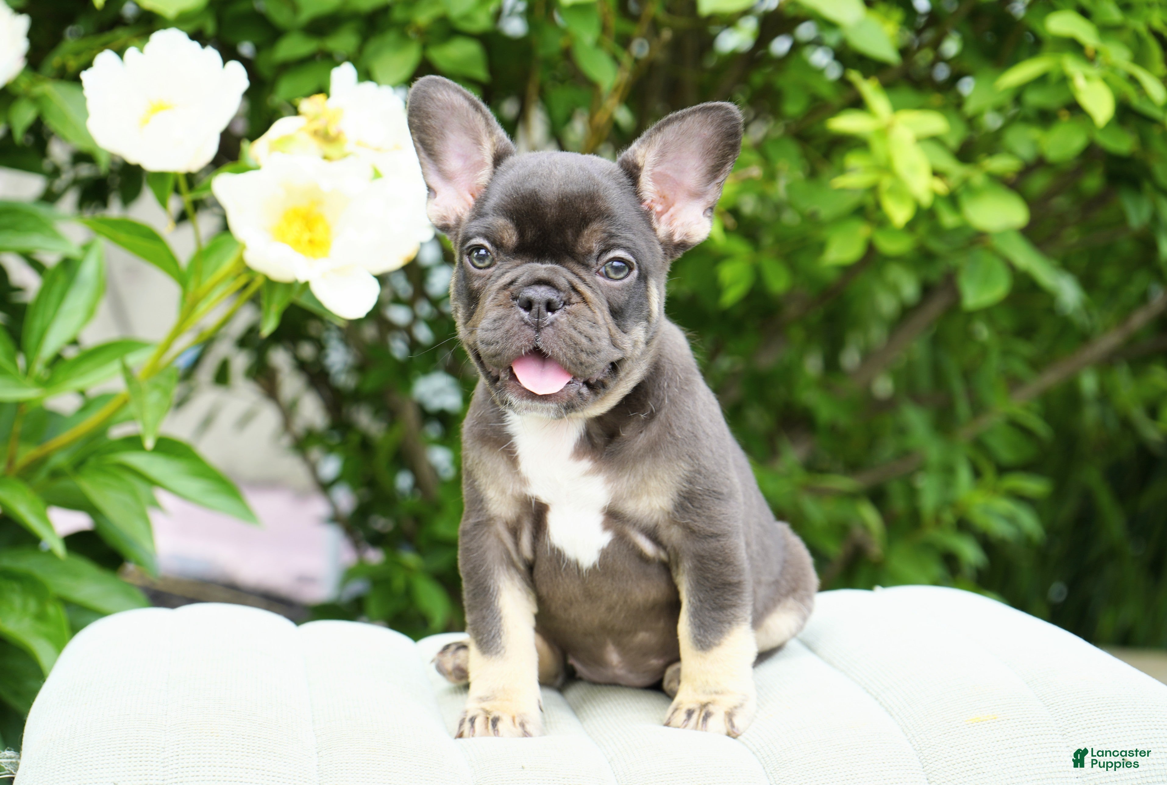 French Bulldog dogs Truffle - Ad 1