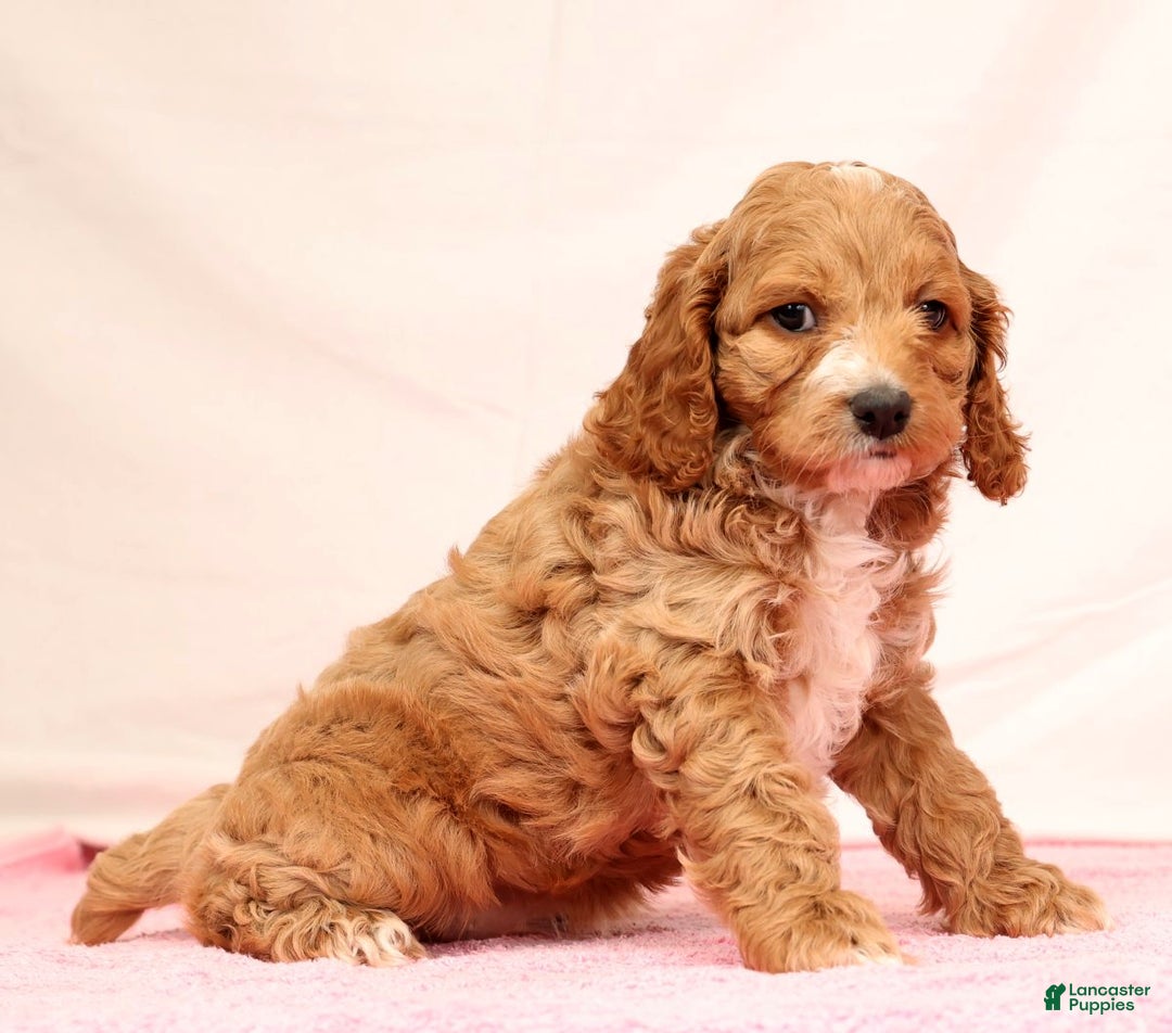 Cockapoo dogs for sale: Pearl - Ad 7