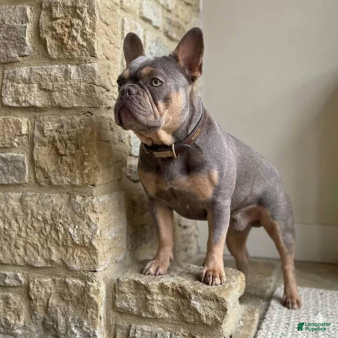 Gallery Image {{count}}