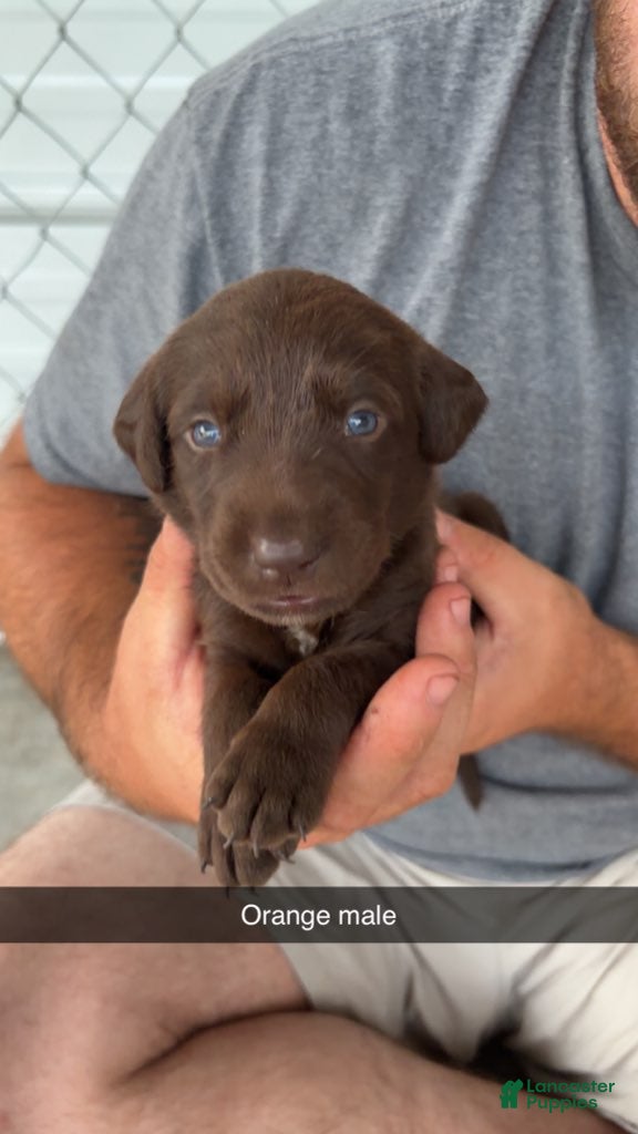 Labrador Retriever dogs Orange Male - Ad 28