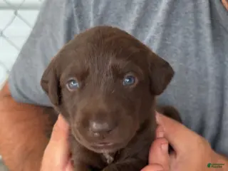 Labrador Retriever dogs Orange Male - Ad 28