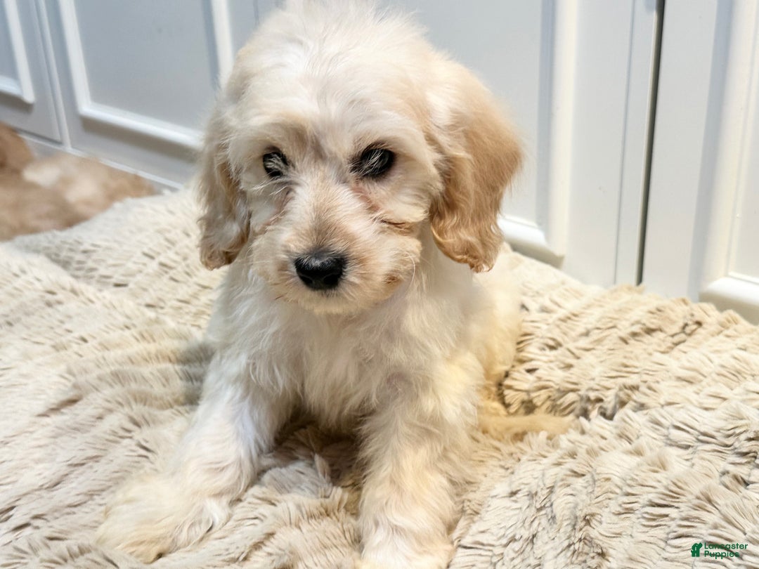 Cockapoo dogs for sale: sebastian - Ad 5