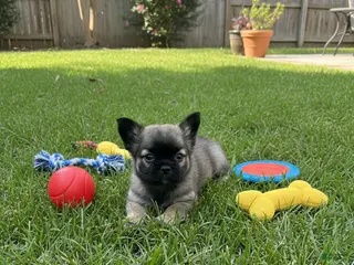 French Bulldog dogs French Fluffy Female Bulldog Puppy 3 - Ad 26