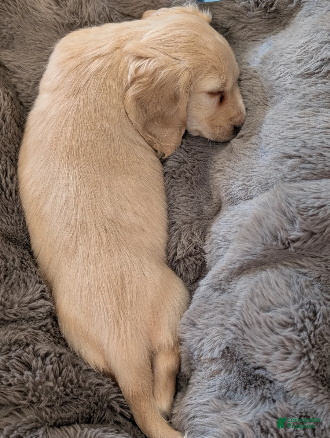 Miniature Dachshund dogs for sale: Miniature Dachshund Puppy 1 - Ad 7