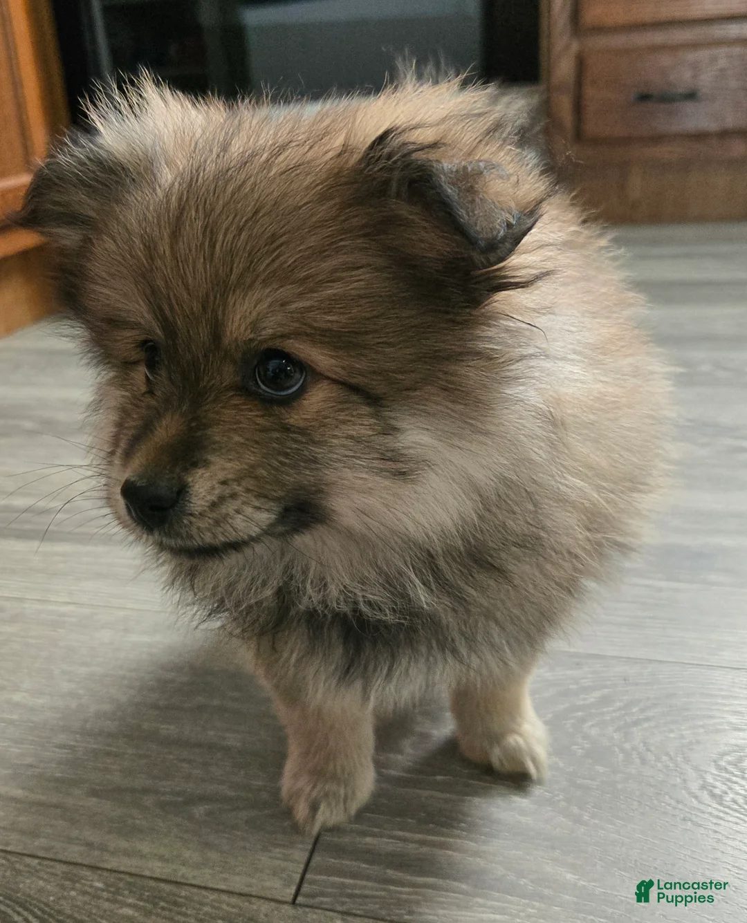 Pomeranian dogs for sale: Skip  - Ad 2