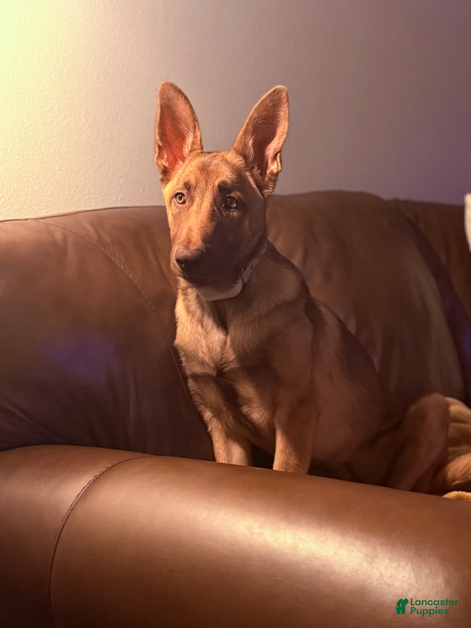 Belgian Malinois dogs Belgian Malinois Puppy 1 - Ad 1