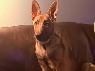 Belgian Malinois dogs Belgian Malinois Puppy 1 - Ad 1