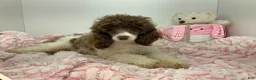 Miniature Poodle dogs for sale: oreo - Ad 7