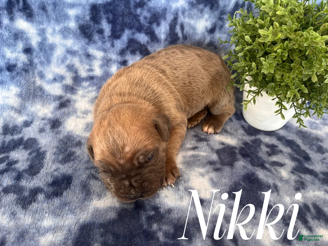 Cane Corso dogs for sale: Nikki - Ad 16