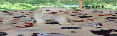 Toy Poodle 3
