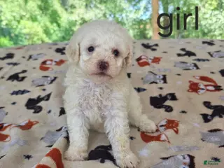 Toy Poodle dogs Toy Poodle 3 - Ad 36