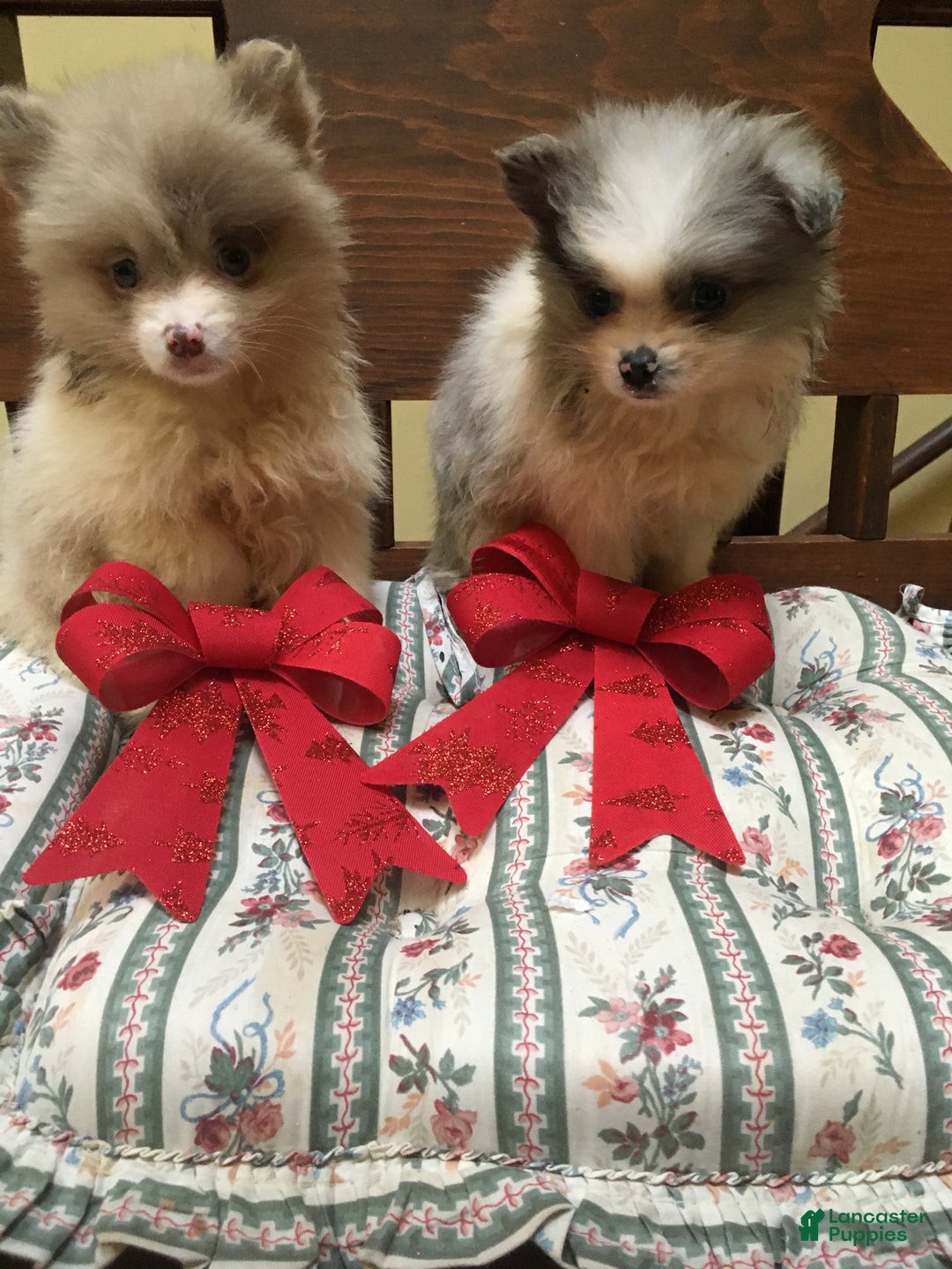 Pomeranian dogs for sale: Pomeranian Puppy 1 - Ad 1