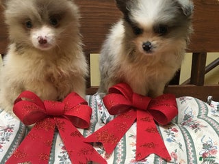 Pomeranian dogs Pomeranian Puppy 1 - Ad 8