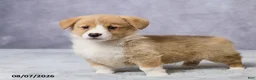 Welsh Corgi Pembroke dogs for sale: Atlas - Ad 5