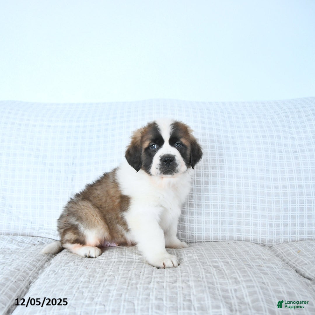 Saint Bernard dogs for sale: Jingle  - Ad 5