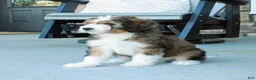 Bernedoodle dogs for sale: Sarge  - Ad 7