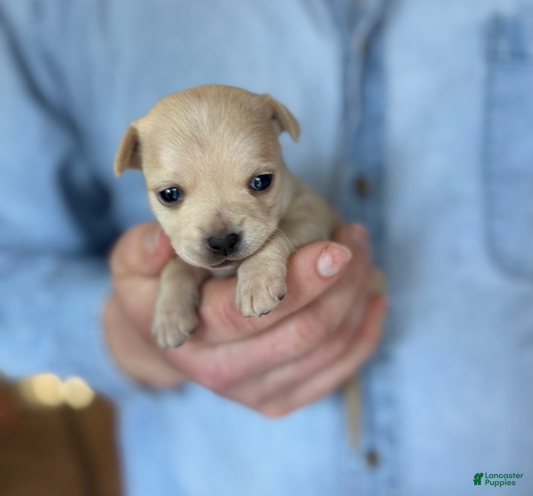 Chihuahua dogs for sale: Lion heart  - Ad 3