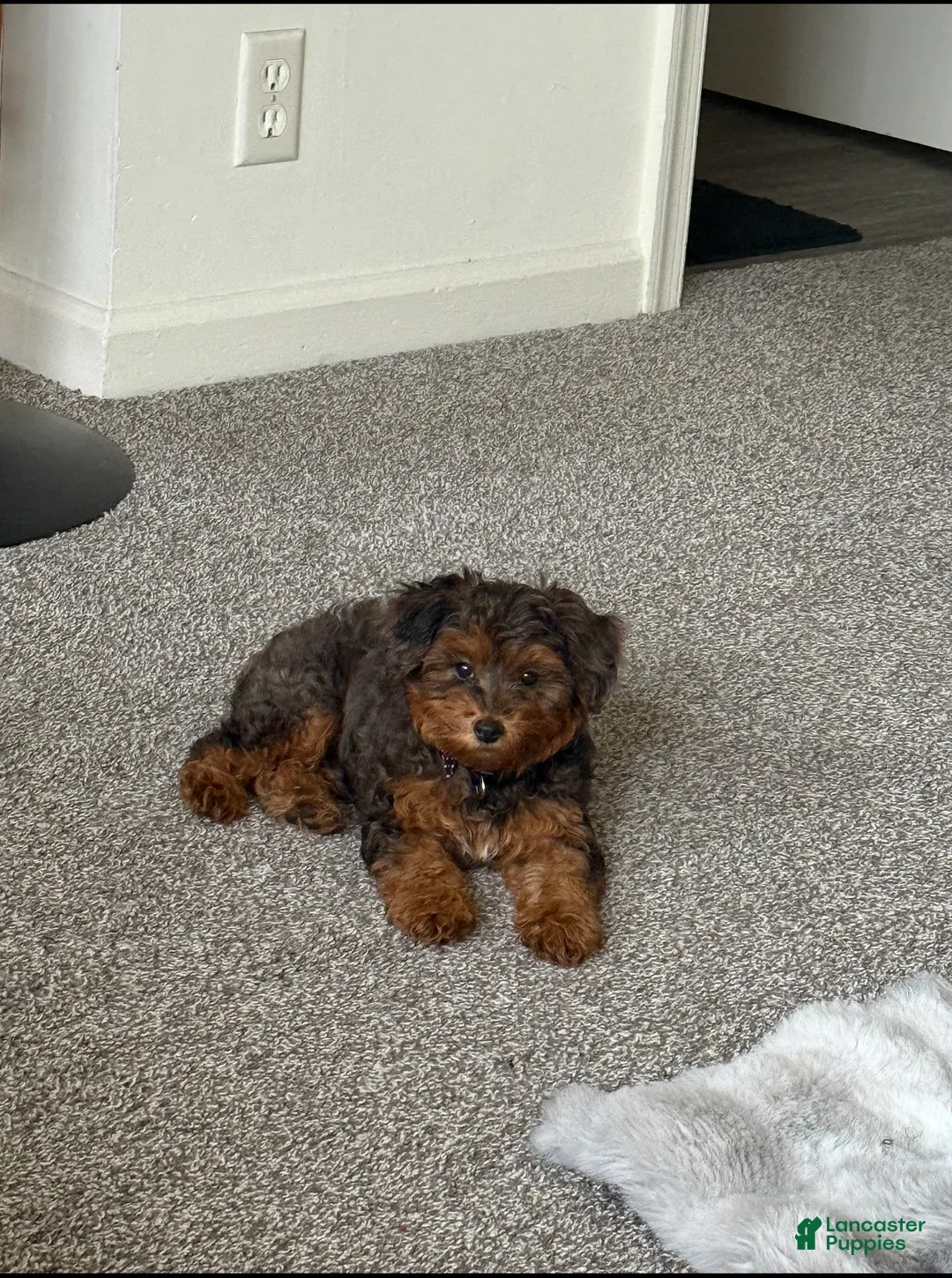 Yorkiepoo dogs for sale: Yorkiepoo Puppy 1 - Ad 2