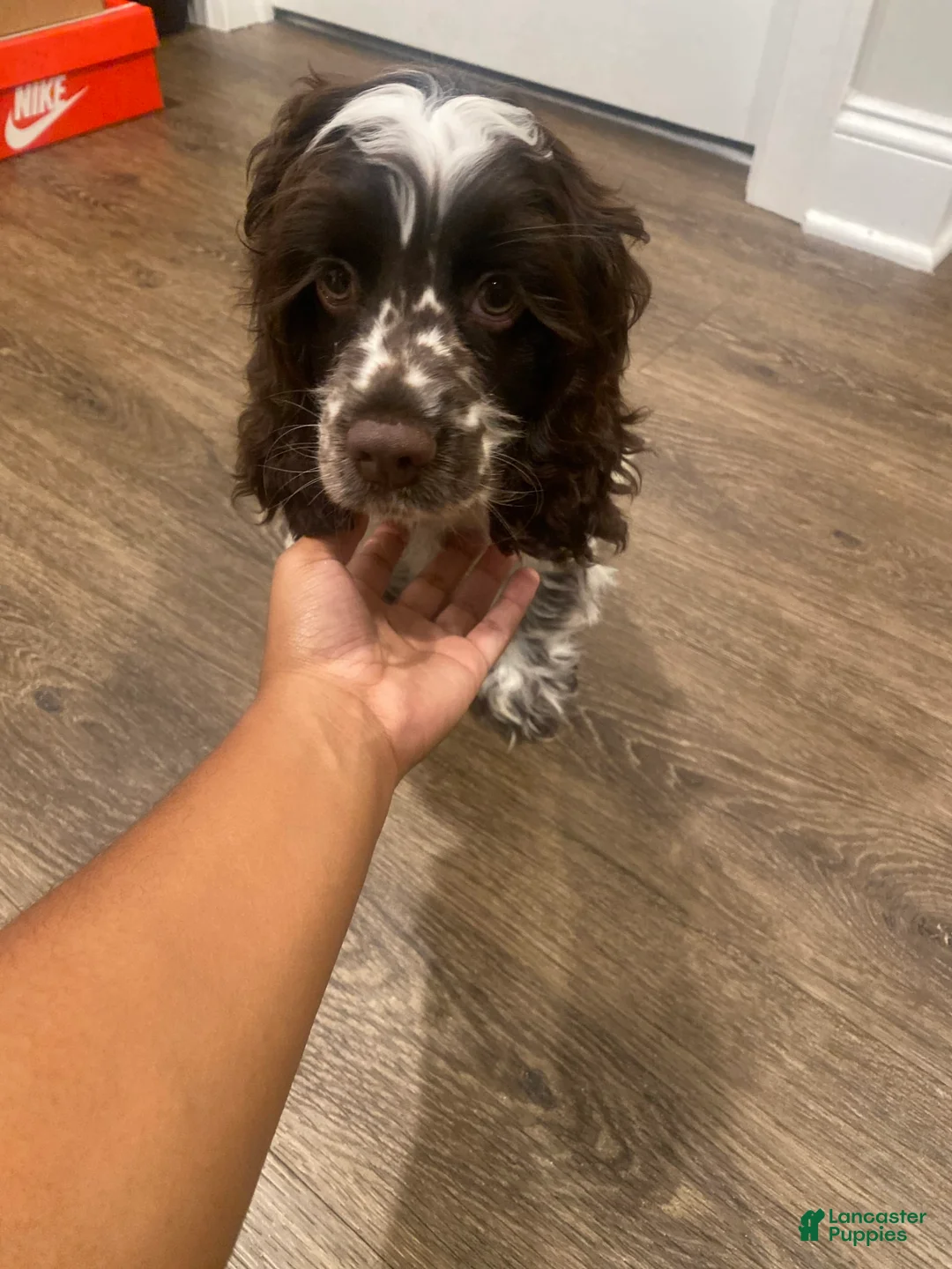 Gallery Image {{count}}