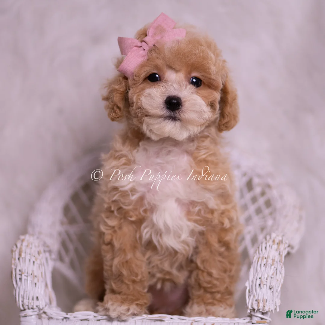 Toy Poodle dogs for sale: Miki - Ad 6