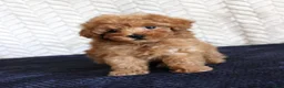 Toy Poodle dogs for sale: Skipper - Ad 1
