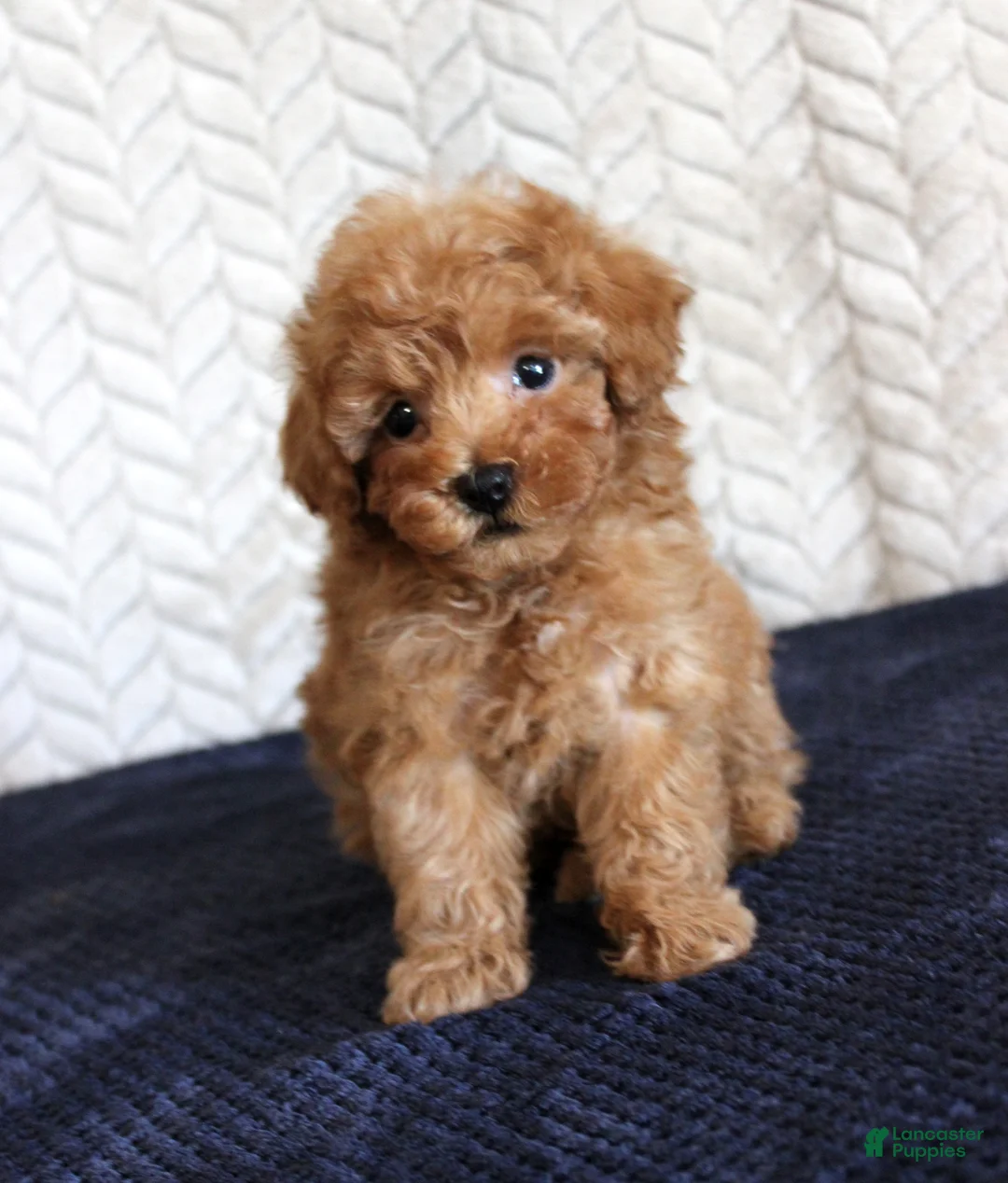 Toy Poodle dogs for sale: Skipper - Ad 1
