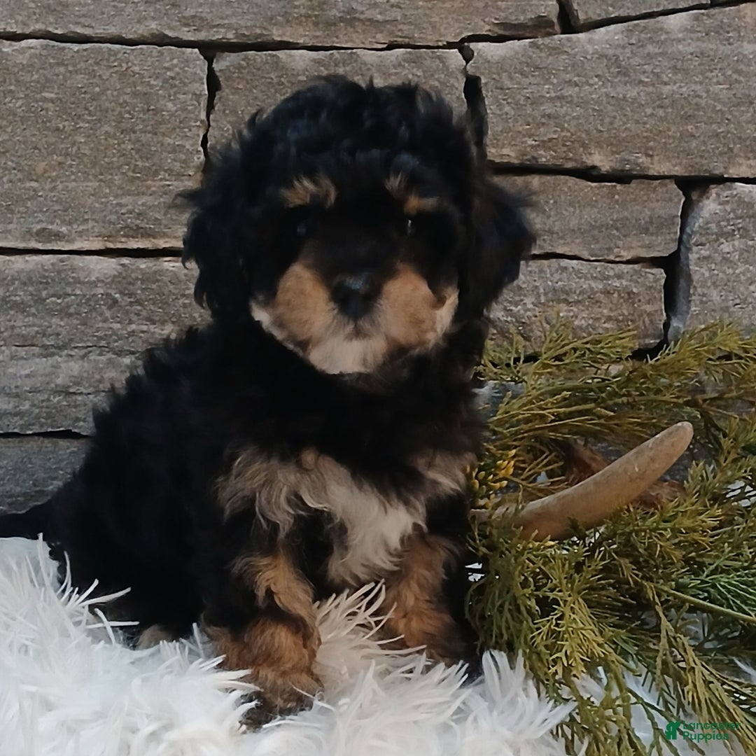Shihpoo dogs for sale: Holly  - Ad 1