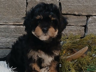 Shihpoo dogs Holly - Ad 39