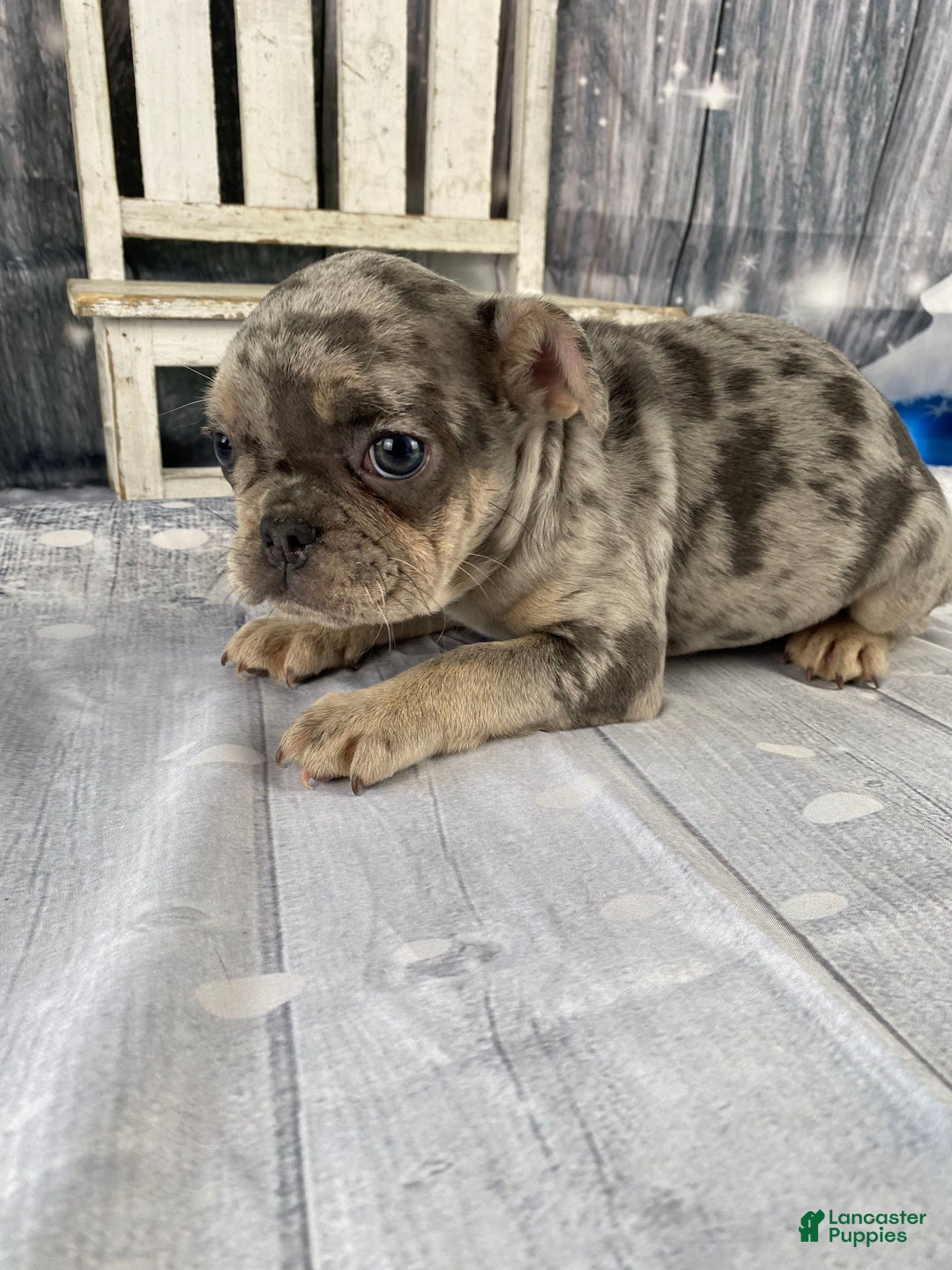 Mixed Breed dogs for sale: Buddy - Ad 10