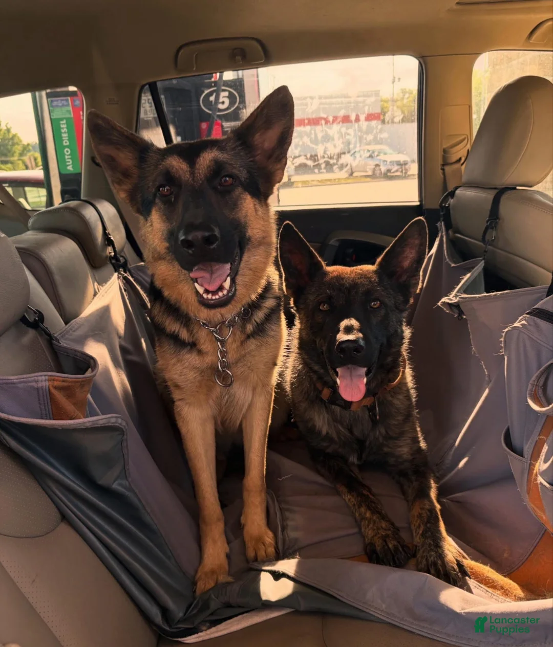 German Shepherd dogs for sale: Blue collar boy - Ad 2