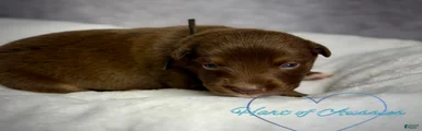 Australian Shepherd Puppy 8