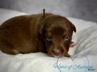 Australian Shepherd dogs Australian Shepherd Puppy 8 - Ad 38