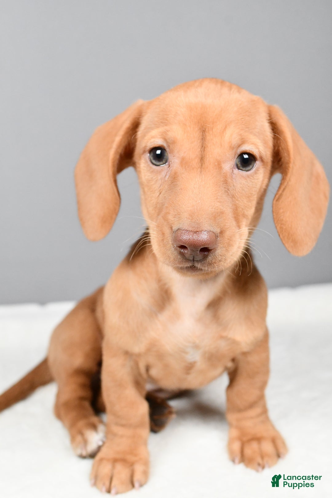 Miniature Dachshund dogs for sale: Valentine - Ad 7