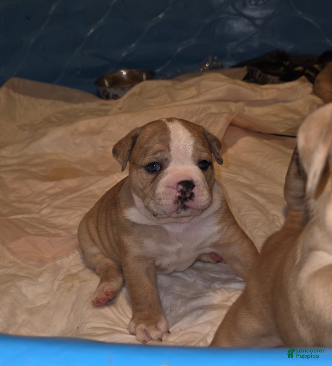 Mixed Breed dogs for sale: OLDE ENGLISH BULLDOG  - Ad 5