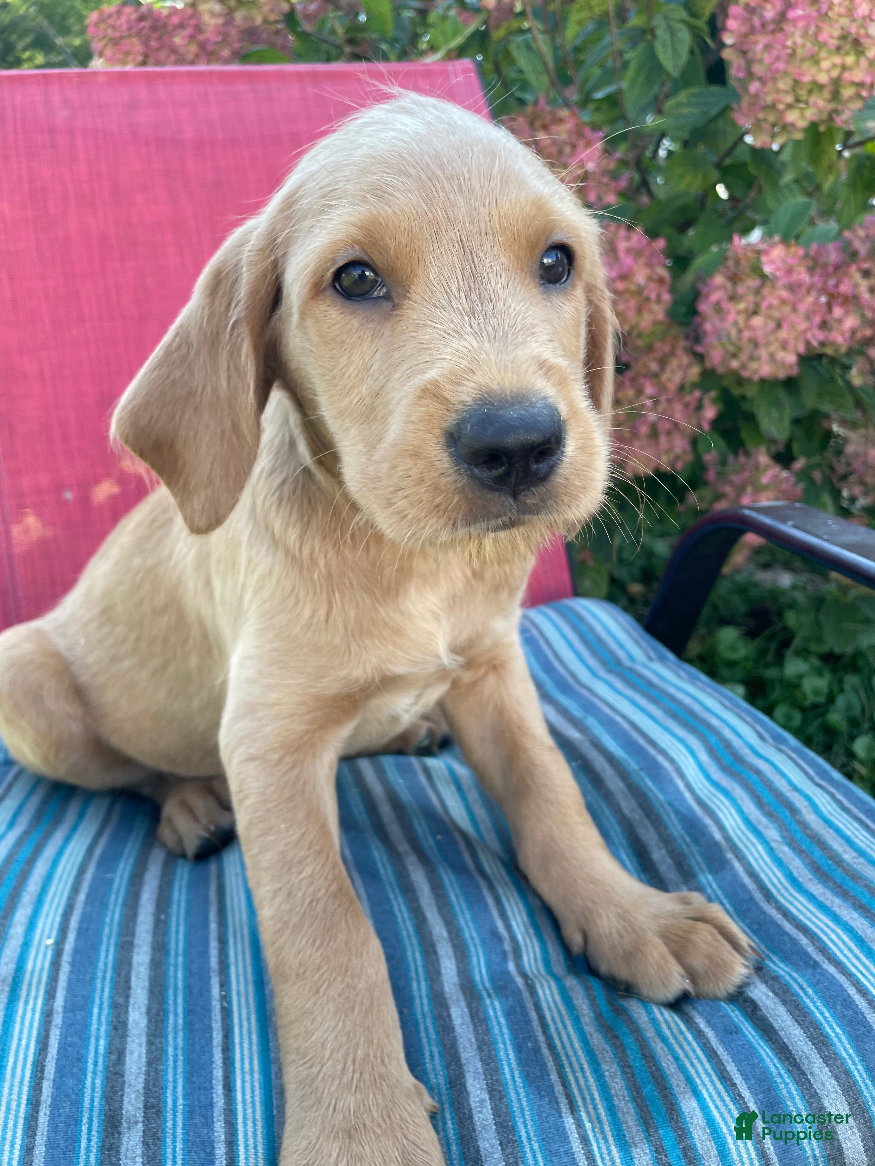 Mixed Breed dogs Niko - Ad 1