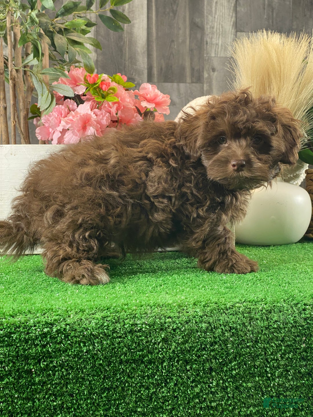 Havanese dogs for sale: Hiro - Ad 2