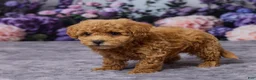 Bichpoo dogs for sale: Dodge - Ad 5
