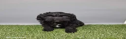 Cockapoo dogs for sale: Casey - Ad 7