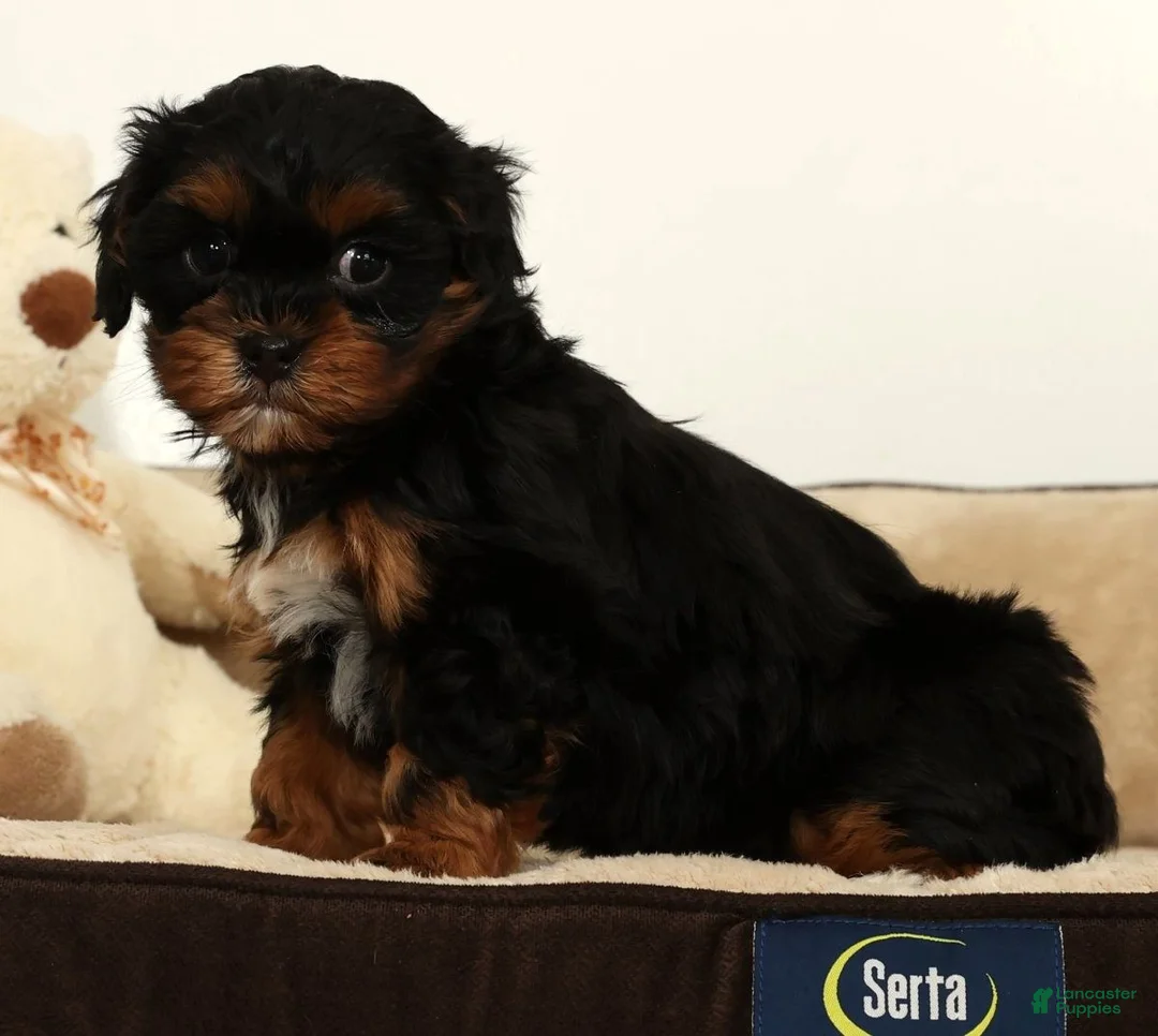 Shihpoo dogs for sale: Maddie - Ad 7