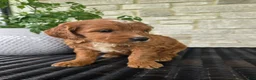 Mini Goldendoodle dogs for sale: Mini Goldendoodle Puppy 4 - Ad 2