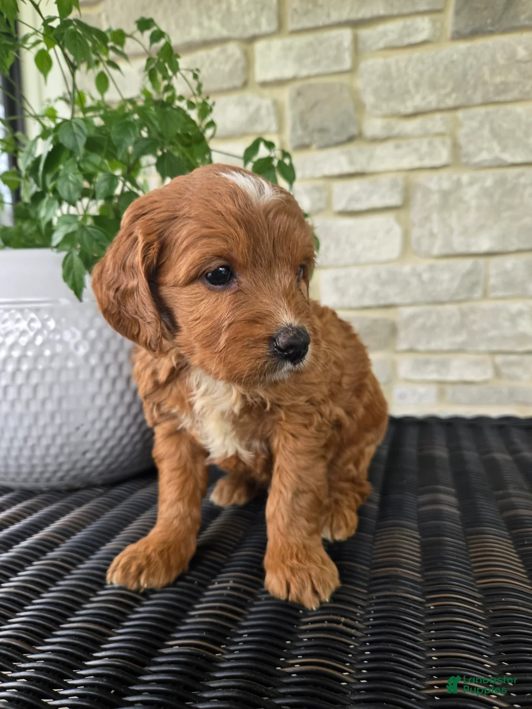Mini Goldendoodle dogs for sale: Mini Goldendoodle Puppy 4 - Ad 2