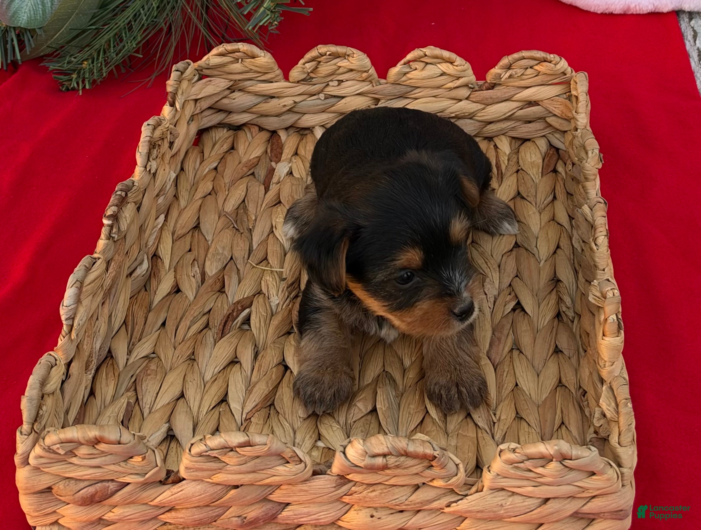 Yorkshire Terrier dogs for sale: Yorkshire Terrier 2 - Ad 11