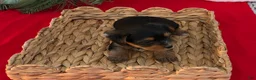 Yorkshire Terrier dogs for sale: Yorkshire Terrier 2 - Ad 1