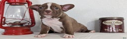 Frenchton dogs for sale: Lando - Ad 4
