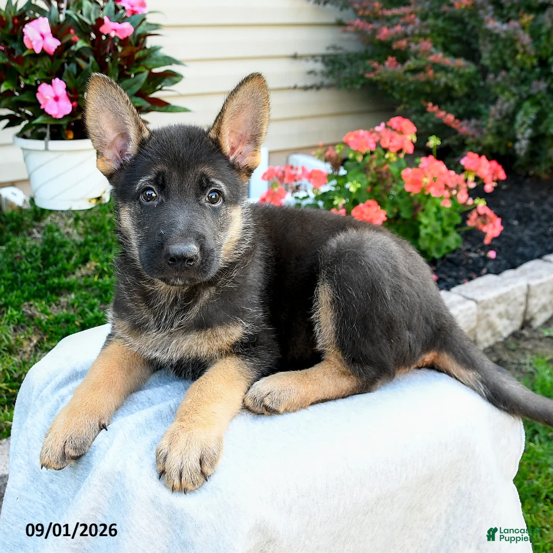 German Shepherd dogs for sale: Frankie - Ad 3