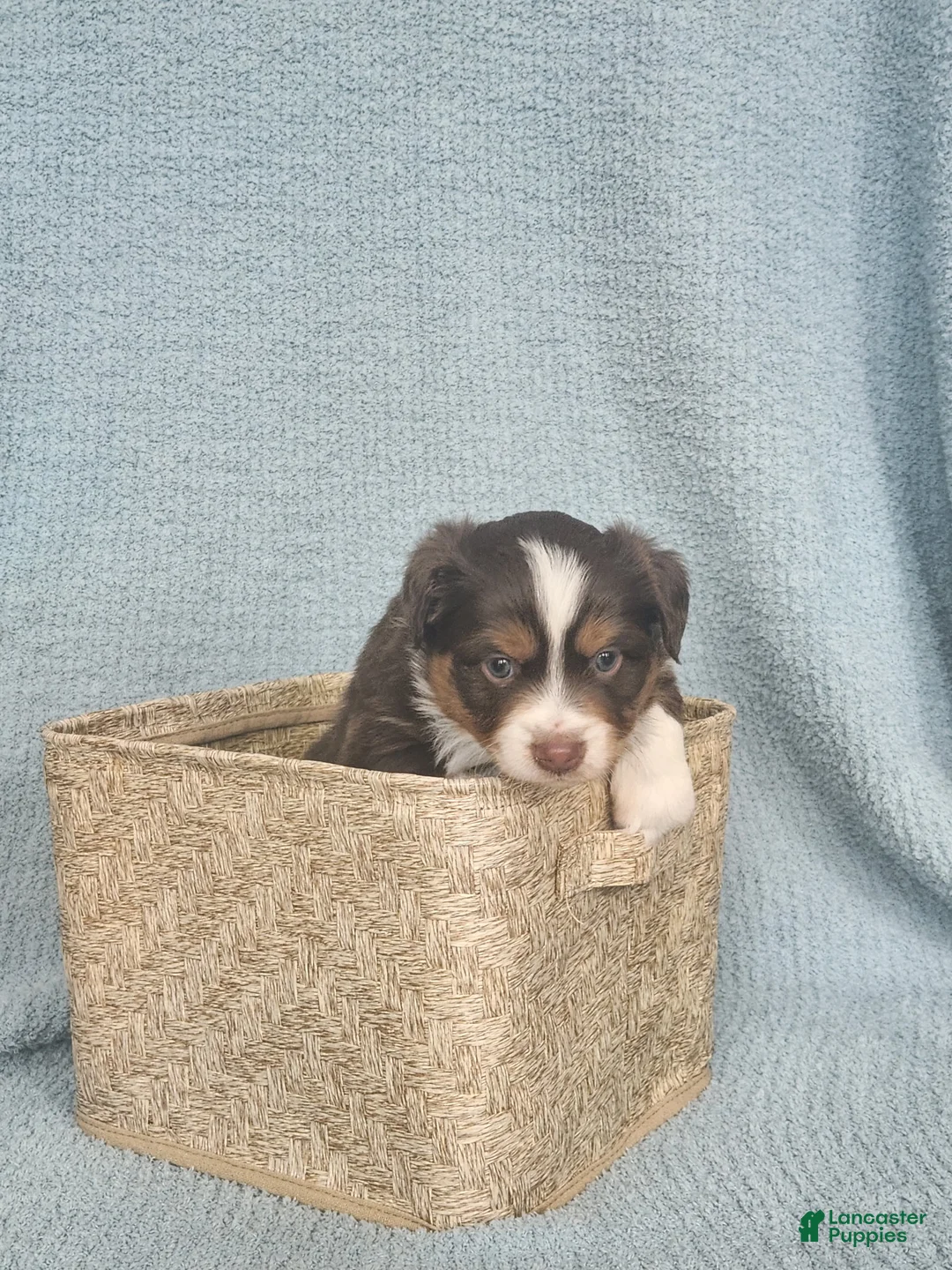 Miniature Australian Shepherd dogs for sale: Comet - Ad 2
